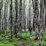 A Walk in the Woods -Glendalough, Ireland